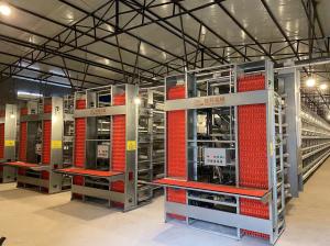 Wholesale Multi - Tier Chicken Egg Laying Equipment Corrosion Resistance Customized Size from china suppliers