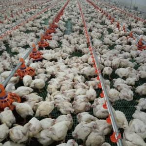 Wholesale 45cm Pipe Poultry Farm Feeding Equipment 3 Pan /3M Easy Assamble from china suppliers
