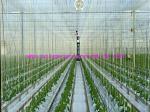 High Strength PP Twisted Film Greenhouse Tomato Tying Twine