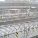 1.4m × 0.7m × 0.4m Battery Type Cage , Auto Drinking Layer Farming Cage