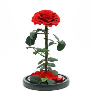 Wholesale Fashion Dried Long Stem Rose Flower In Glass With Beautiful Appearance from china suppliers