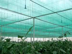 Wholesale Hdpe Sun Anti Uv Agriculture Shade Net For Green House To Protect Plants from china suppliers