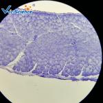 Middle School Biological Microscope Glass Slides Set 100pcs EU Standard Glass