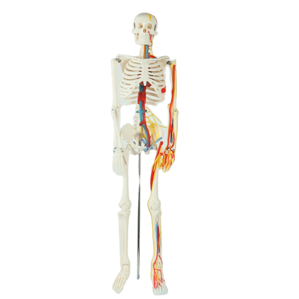 Teaching Model with Chromatic Vessels Nerves Skeleton Model with Stand Anatomy 85 cm Human Skeleton Model