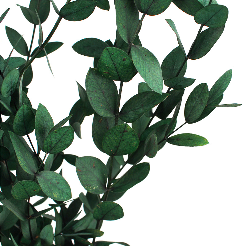 Home Wall Decoration Preserved Foliage Bright Color Can Save 2-3 Years