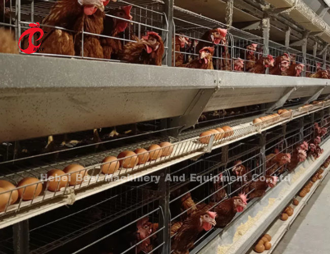 96 Birds Poultry Battery Cage System Broiler Automatic Egg Hens A Type Rose