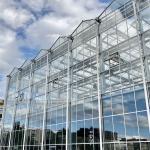 Agriculture Multi Span Venlo Glass Greenhouse For Tomato Planting