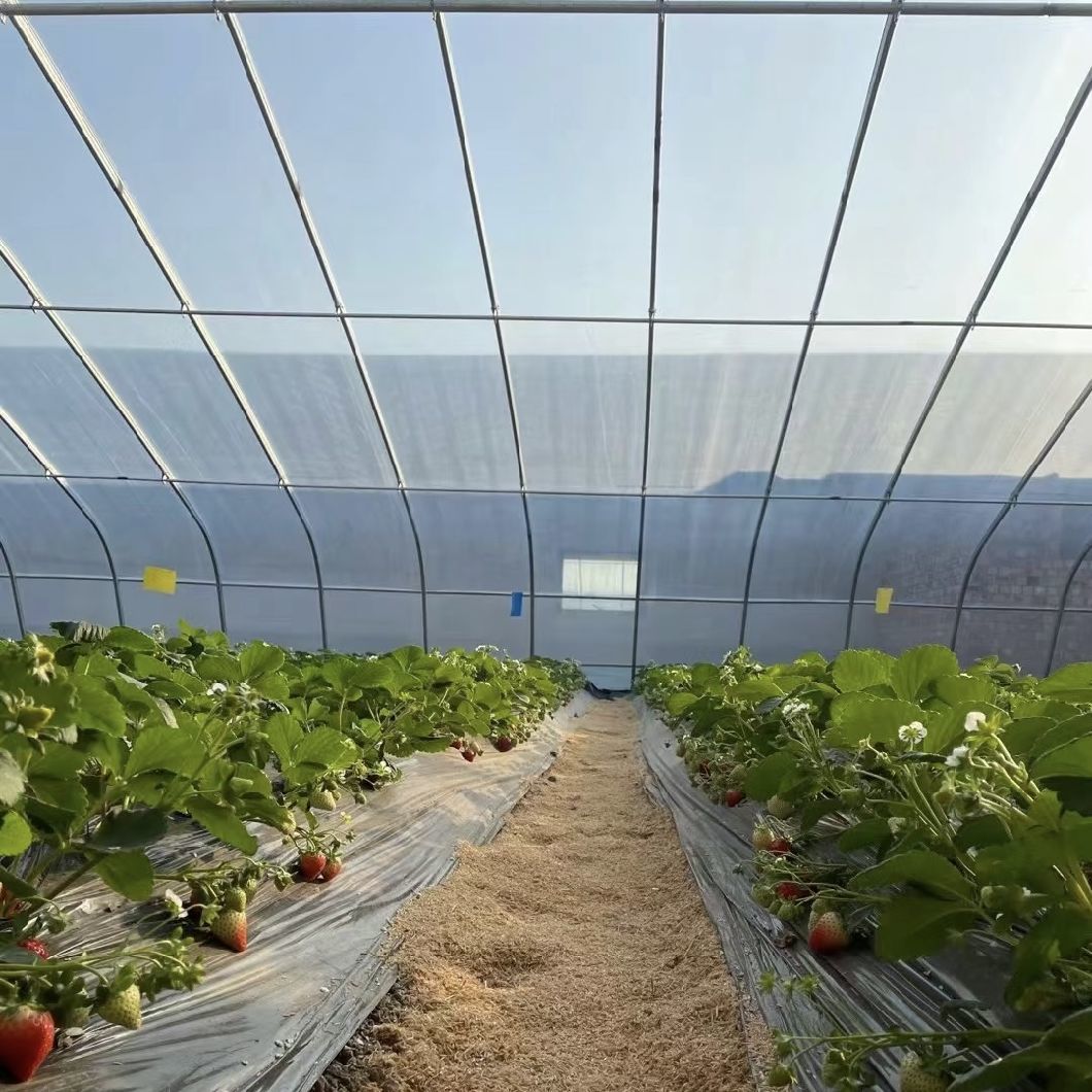 Hydroponics Vegetable Sunlight Greenhouse