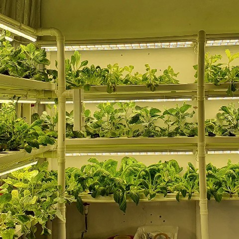 Growers Republic LED Grow Lights 520W Indoor 2x4 Ft Plant Dimmable Full Spectrum
