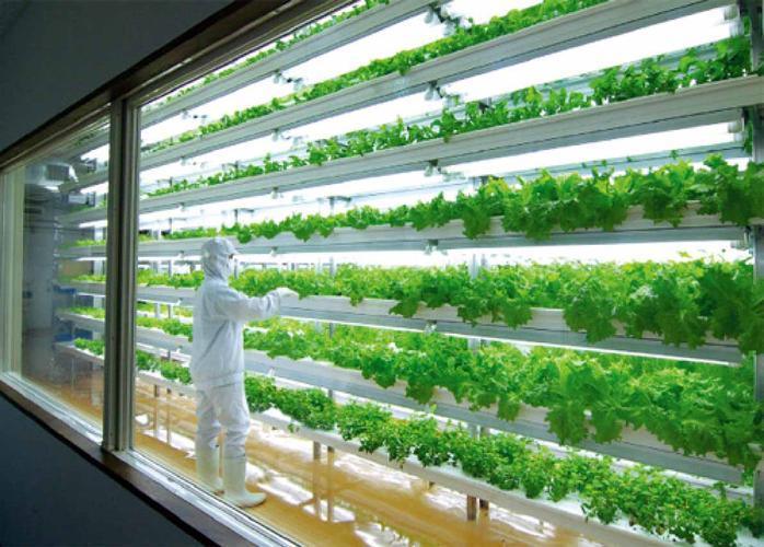 Roofing Sheet Greenhouse for Leafy Vegetables