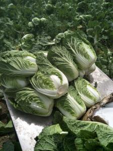 Wholesale Green Outside Small Head Cabbage , Chinese Napa Cabbage Japan Standard from china suppliers