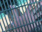 358 welded mesh fencing
