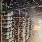Off Season Tunnel Plastic Film Greenhouse Mushroom Greenhouse