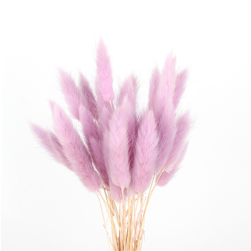 Home Decoration Beautiful Dried Flowers Rabbit Tail Grass Custom Color