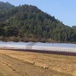 Waterproof Transparent Low Tunnel Greenhouse Single Plastic Greenhouse Tunnel