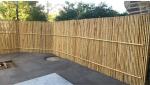Backyard Decorative Bamboo Fence Tonkin Bamboo 1.5m Outdoor Garden Fence
