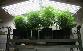 640W Dimmable Greenhouse LED Grow Lights for Hydroponic System Full Spectrum