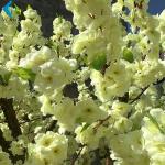Yellow Fake Sakura Tree For Restaurant Decoration , Artificial Cherry Blossom