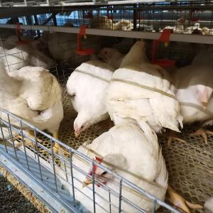 Wholesale H Type 4 Tiers Automatic Broiler Feeder 1800x1200x410mm from china suppliers