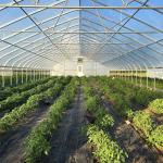Anti Insect Sides Ventilation Galvanized Frame Tunnel Greenhouse Polyethylene