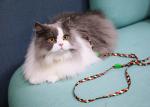 Small Cat Walking Harness And Leash Travel Use