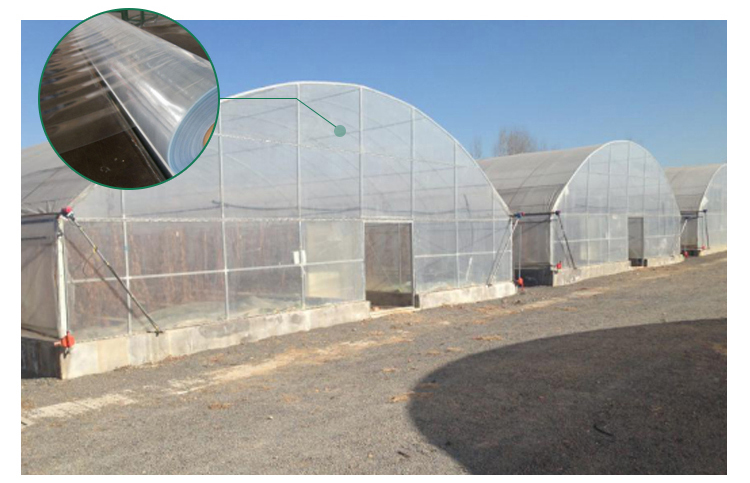 Backyard Tomato Plant Growth High Tunnel Greenhouse Frame with Film Cover Material