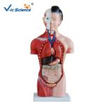 Teaching Hospital Precision Anatomical Torso Model 42cm Male Torso 3d 13 Parts