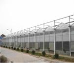 Tomato Grow Agriculture Greenhouses Manufacturers in Venlo Style with PC Sheet