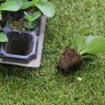 1.5inch Hole Germination Plastic Planting Trays Anti Aging 72 Cell Propagation