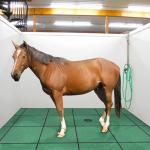 500 X 500mm Green Stall Agricultural Rubber Floor Horse Stable Mats Cow Mat