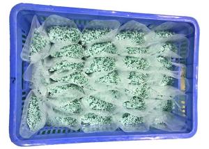 Wholesale REACH Slight Green 120 Degree 2.5mm Nylon Cable Ties from china suppliers