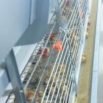 3-6mm Wire Battery Broiler Equipment SGS H Type Poultry Farm Cage