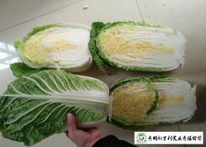 Wholesale Natural Fresh Chinese Cabbage No Putrefaction No Stain Own Planting from china suppliers