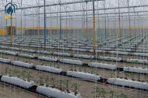 Wholesale Cocopeat Hydroponic Grow Trough Systems For Growing Roses Tomatos Vegetables from china suppliers