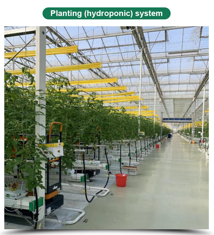 Stable Structure Glass Greenhouse for Growing Vegetables Tomato Skeleton Greenhouse