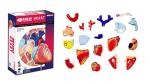 31 Parts 4d Master Human Anatomy Models As Children Toy