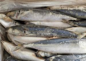 Wholesale 75g Round Scad Mackerel Fish Whole Frozen Fishing Bait from china suppliers