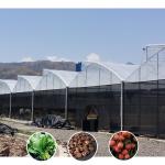 Plastic UV Film Poly Tunnel Agricultural Sawtooth Multi-span Custom Greenhouse