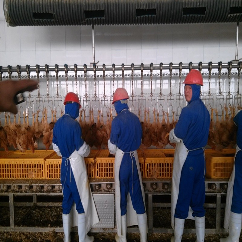 500PCS Automatic Slaughterhouse Equipment Chicken Farming Poultry Line