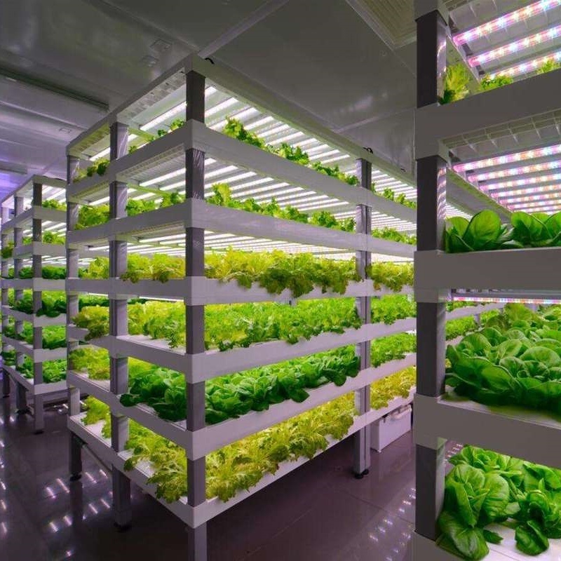 Roofing Sheet Greenhouse for Leafy Vegetables