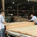 Natural Koto Wood Veneer Quarter Cut Special Straight Flake Grain Good Supply