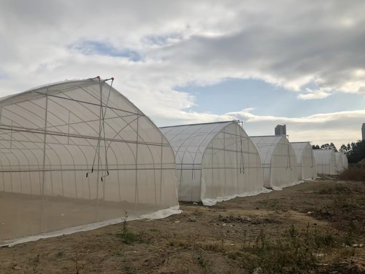 Hot Dip Galvanized Pipe High Tunnel Greenhouse Customizable Agriculture Greenhouse