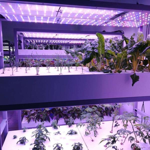 Container Type Green Fodder Machine Hydroponic Commercial Sprouting Machine