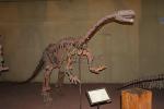 Vivid Complete Dinosaur Skeleton Bones For Science And Technology Museum