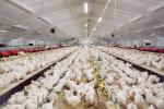 Professional Design Chicken Farm Equipment House Prefabricated Steel Buildings