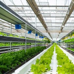 Wholesale Vegetable Cultivation Soilless Culture Glass Greenhouse Multilayer Planting from china suppliers