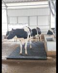 25mm Thickness Customized Rubber Mat For Zoo Animal
