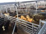 Used Cattle Yards For Sale From Budget To Extra Heavy Duty Cattle Panels