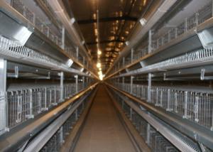 Wholesale 120 Birds Capacity Broiler Chicken Cage Corrosion Resistant For Poultry Farm from china suppliers