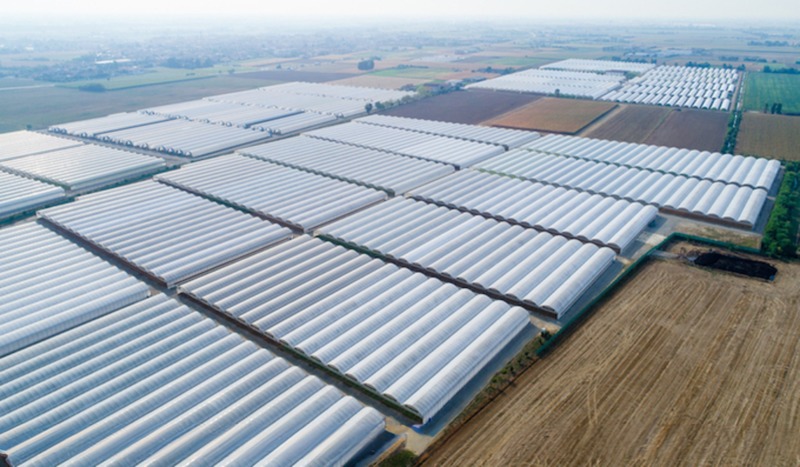 8m Span Width Multi Span Agricultural Commercial Tomato Greenhouse with Cooling System